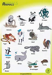 Animals Vocabulary 8