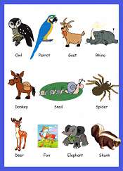 Animals Picture Vocabulary