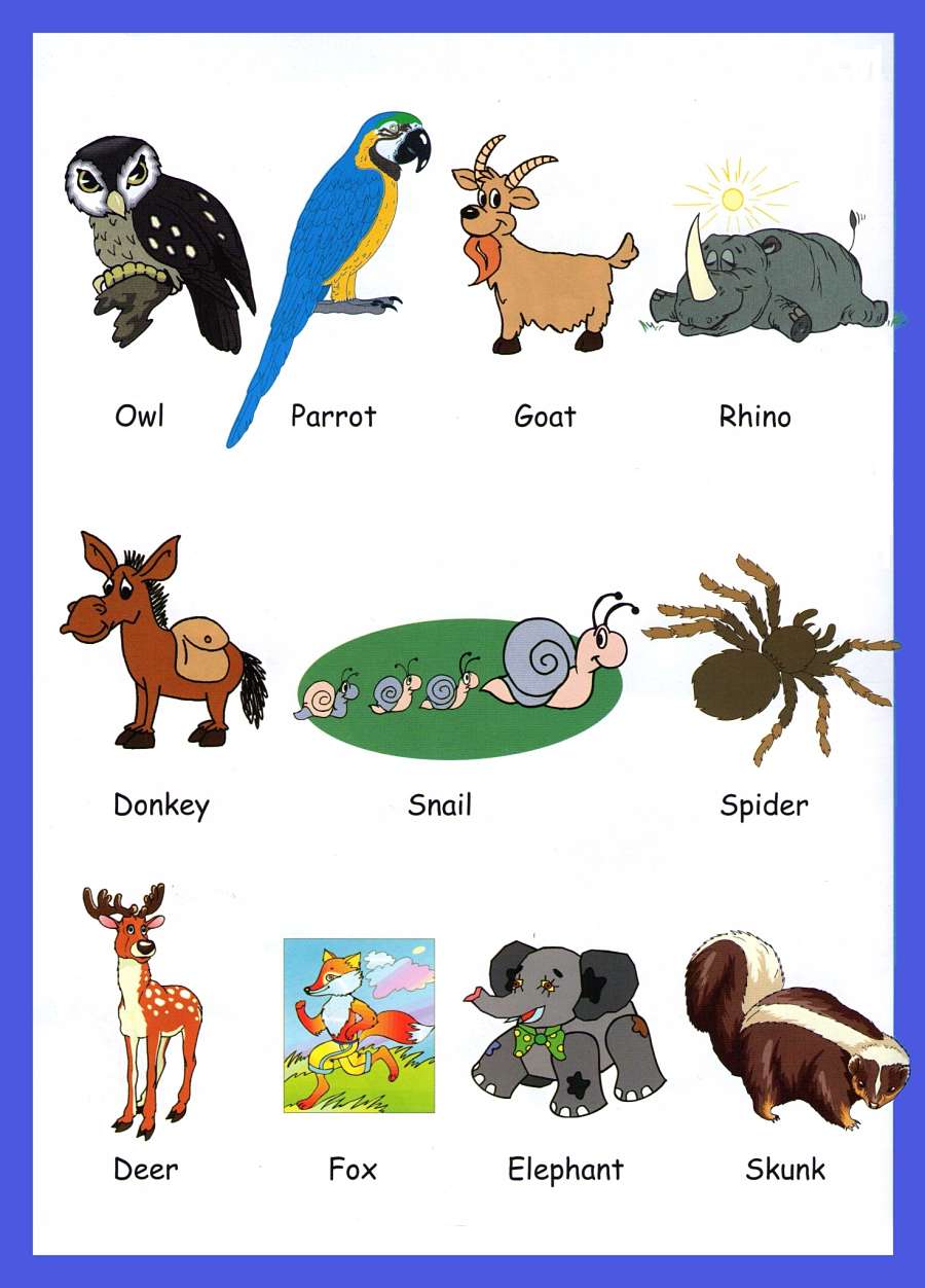 Pictures Of Animals For Kids
