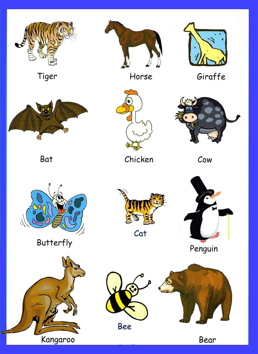  Animals  Vocabulary For Kids 