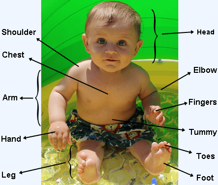 Body Parts / Face Parts in English