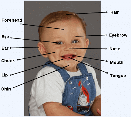 Human face parts names in English